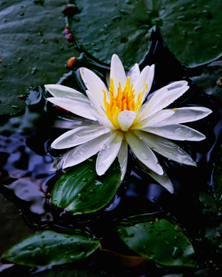 Water Lily